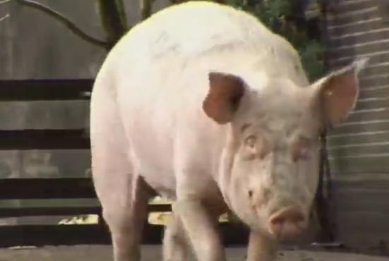 爱猪人士来袭：这个养猪场专门拯救猪，然后给它们养老送终！