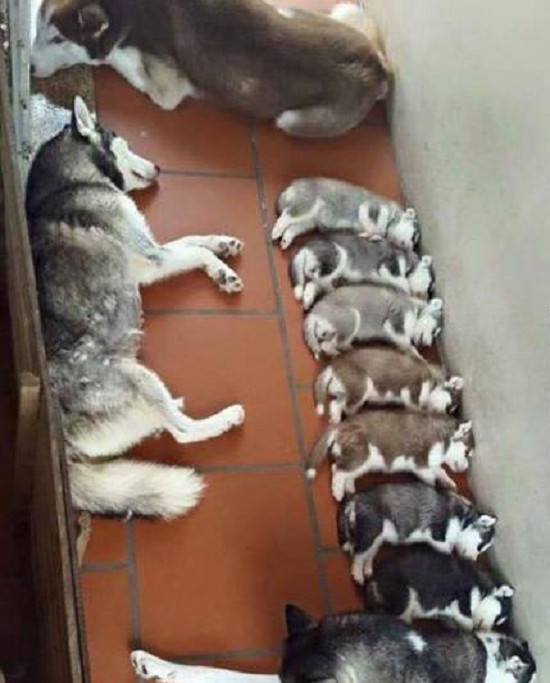 狗妈妈喂养好多狗崽,狗妈妈在野外生出一窝小狗