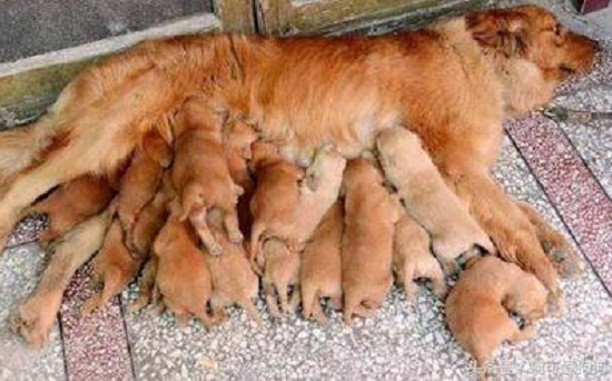 狗妈妈喂养好多狗崽,狗妈妈在野外生出一窝小狗
