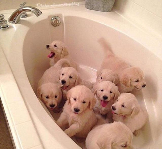 狗妈妈喂养好多狗崽,狗妈妈在野外生出一窝小狗