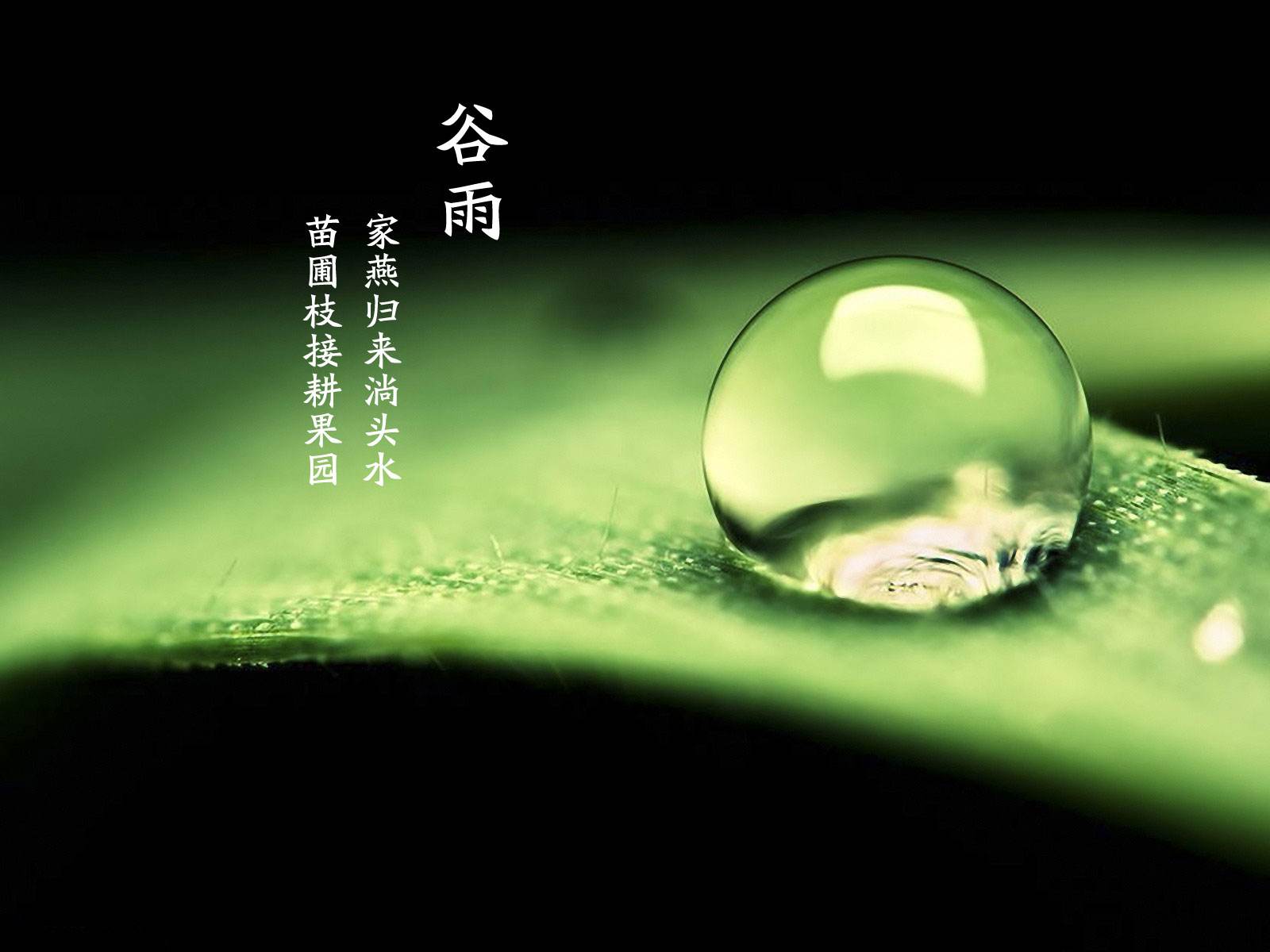 喝谷雨茶的习俗,谷雨天要喝谷雨茶