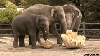 烧焦的食物能吃吗,烧焦的东西吃了会致癌吗