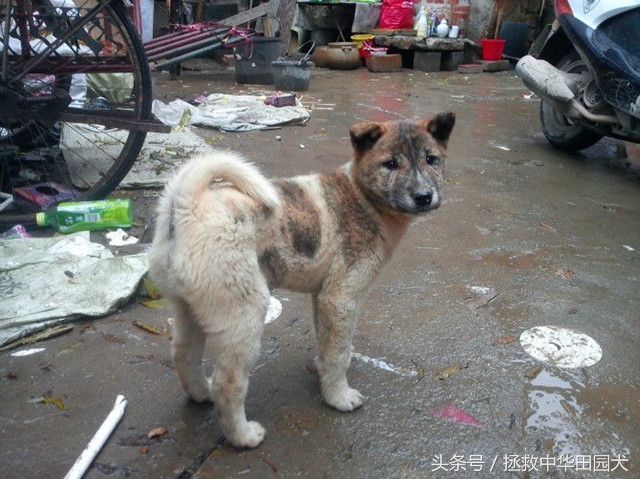 狗种类大全中华田园犬,中华田园犬之四眼土狗科普