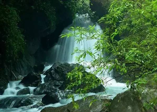 竹叶青与君子情,一杯竹叶青最新视频