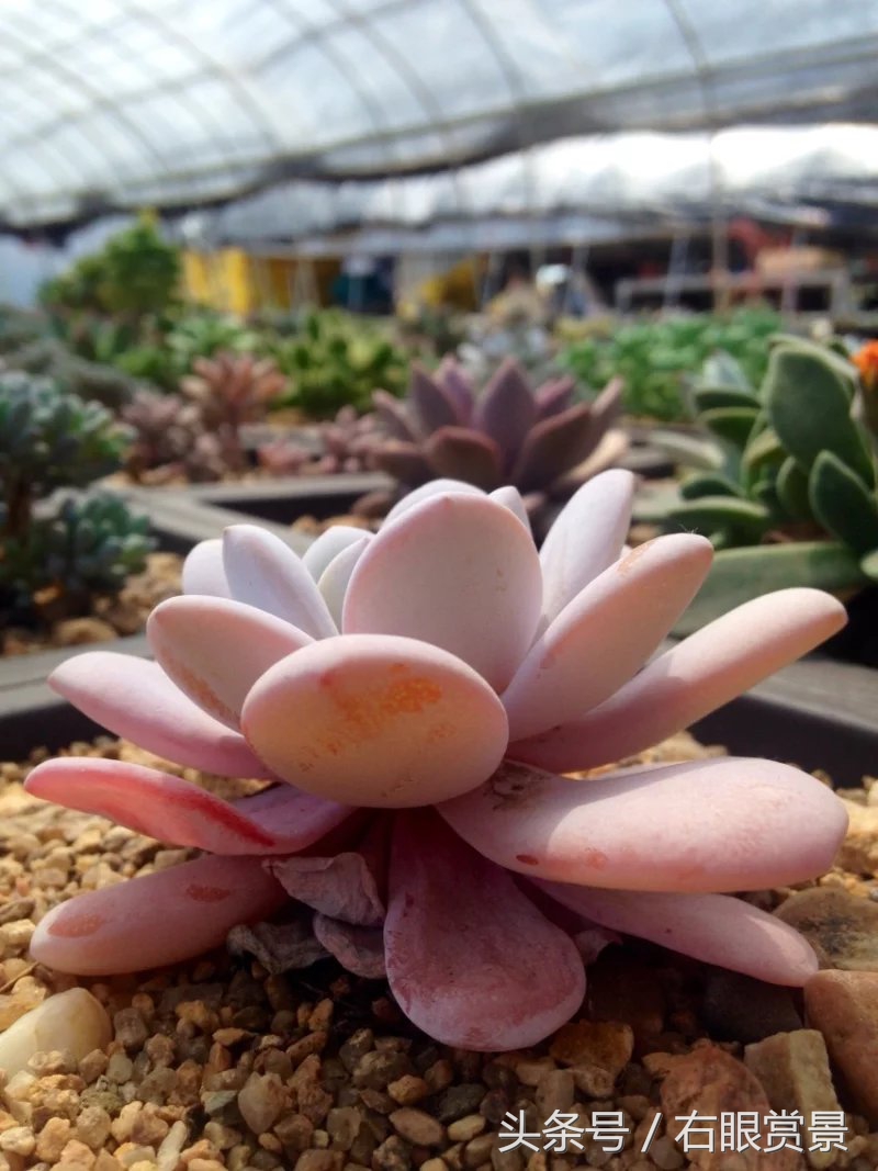 精品多肉颗颗都是韩版欧货老桩让您大呼过瘾