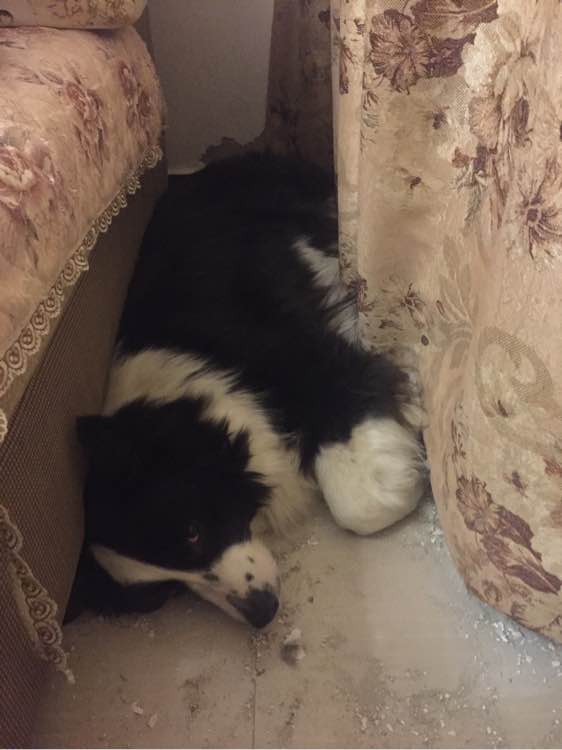 边牧狗狗怀孕多少天显肚子,边牧怀孕多久才可以照b超