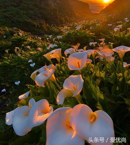 马蹄莲水培怎么养怎么加肥料呢,盆栽马蹄莲怎么养长得好