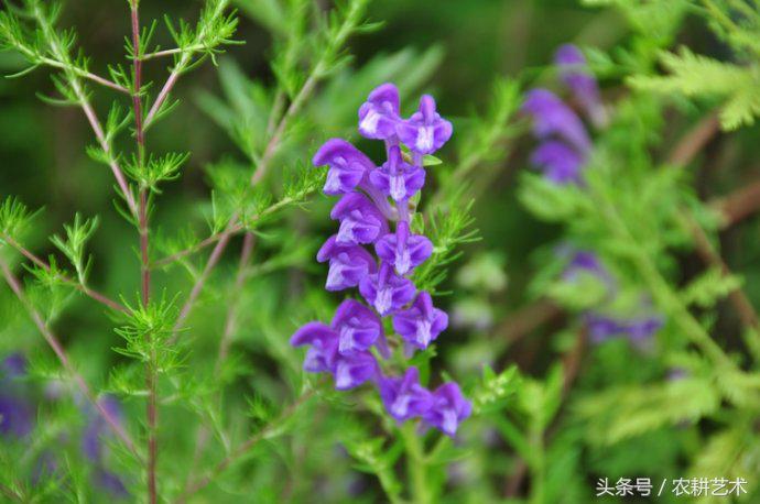 中草药图谱电子版下载,中草药千斤锤图谱大全