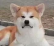 关于秋田犬你不知道的,秋田犬的简介和特点