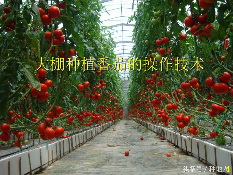 看看高手如何做管理的,看看山东大棚甜瓜种植技术