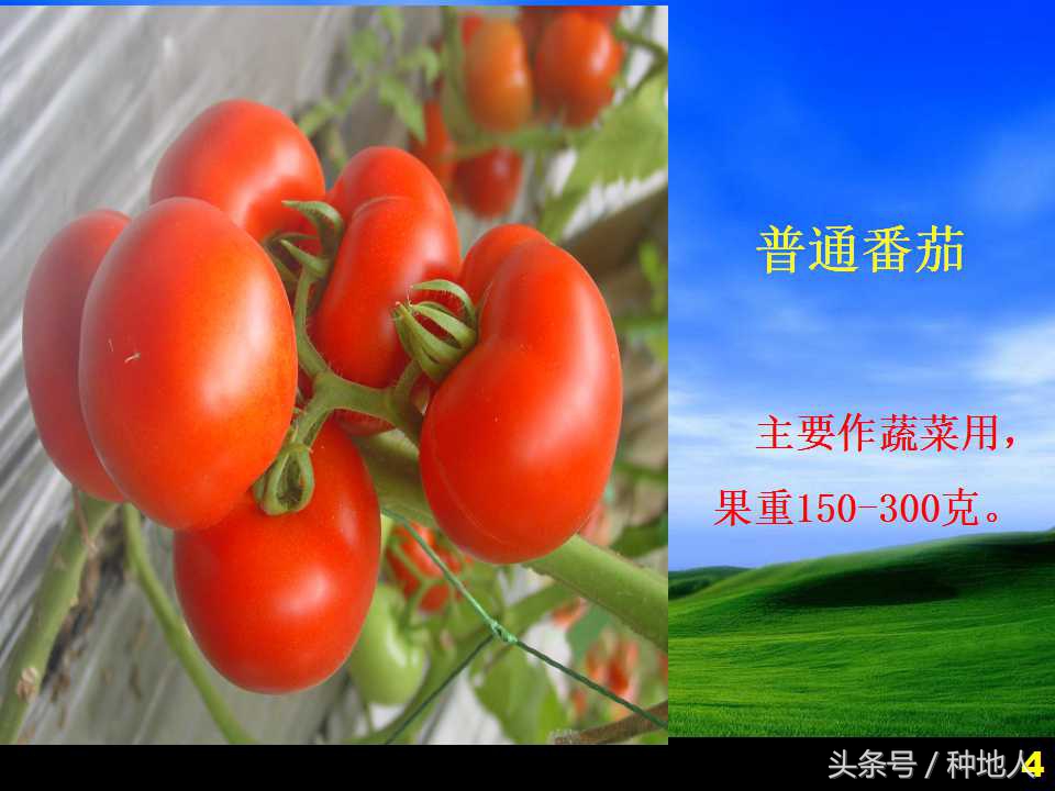 看看高手如何做管理的,看看山东大棚甜瓜种植技术