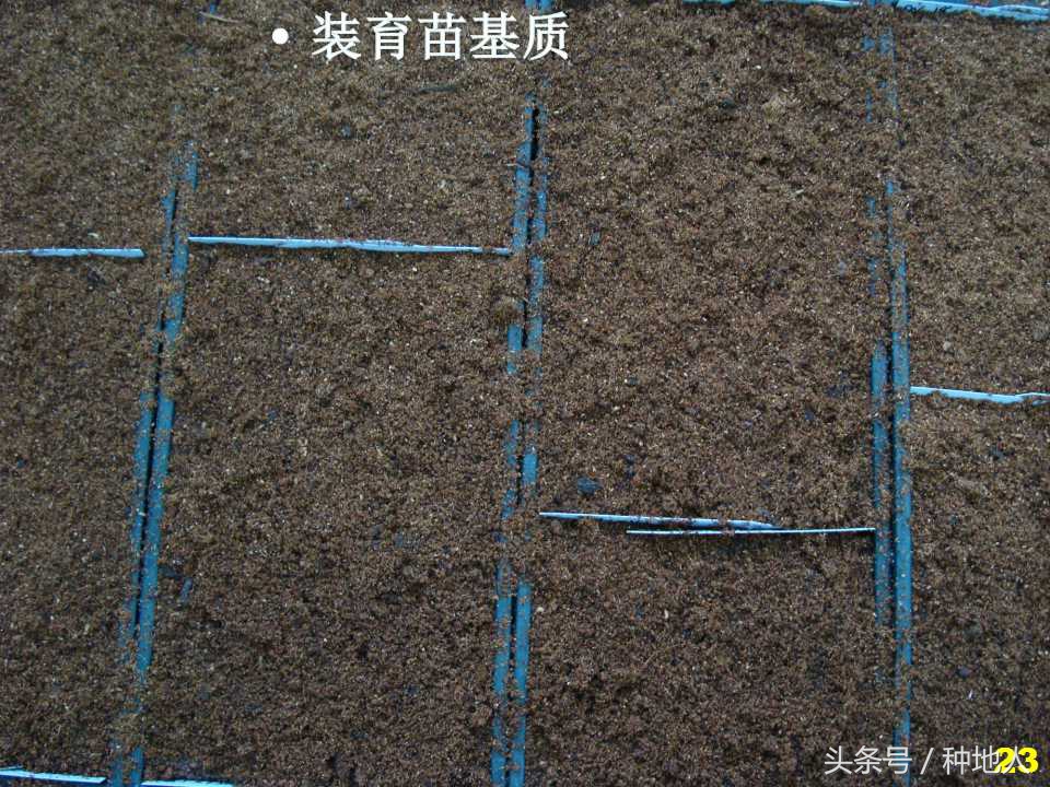 看看高手如何做管理的,看看山东大棚甜瓜种植技术