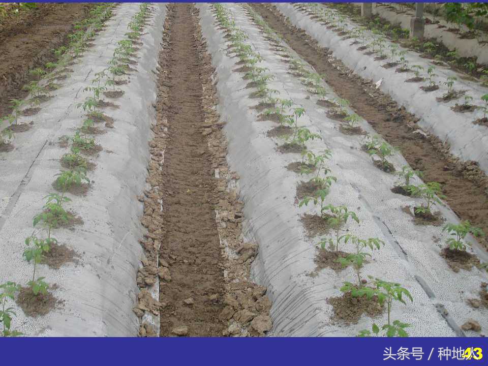 看看高手如何做管理的,看看山东大棚甜瓜种植技术