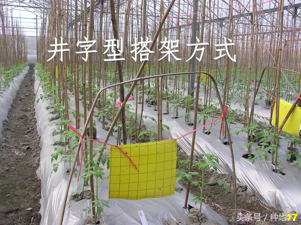 看看高手如何做管理的,看看山东大棚甜瓜种植技术