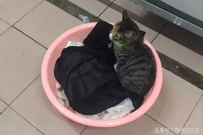 天平学院是公办的吗,苏州天平学院全国排名