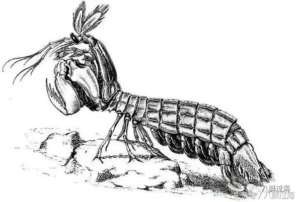 比手臂还粗的皮皮虾你吃过了吗,比手臂还要大的皮皮虾你吃过没有