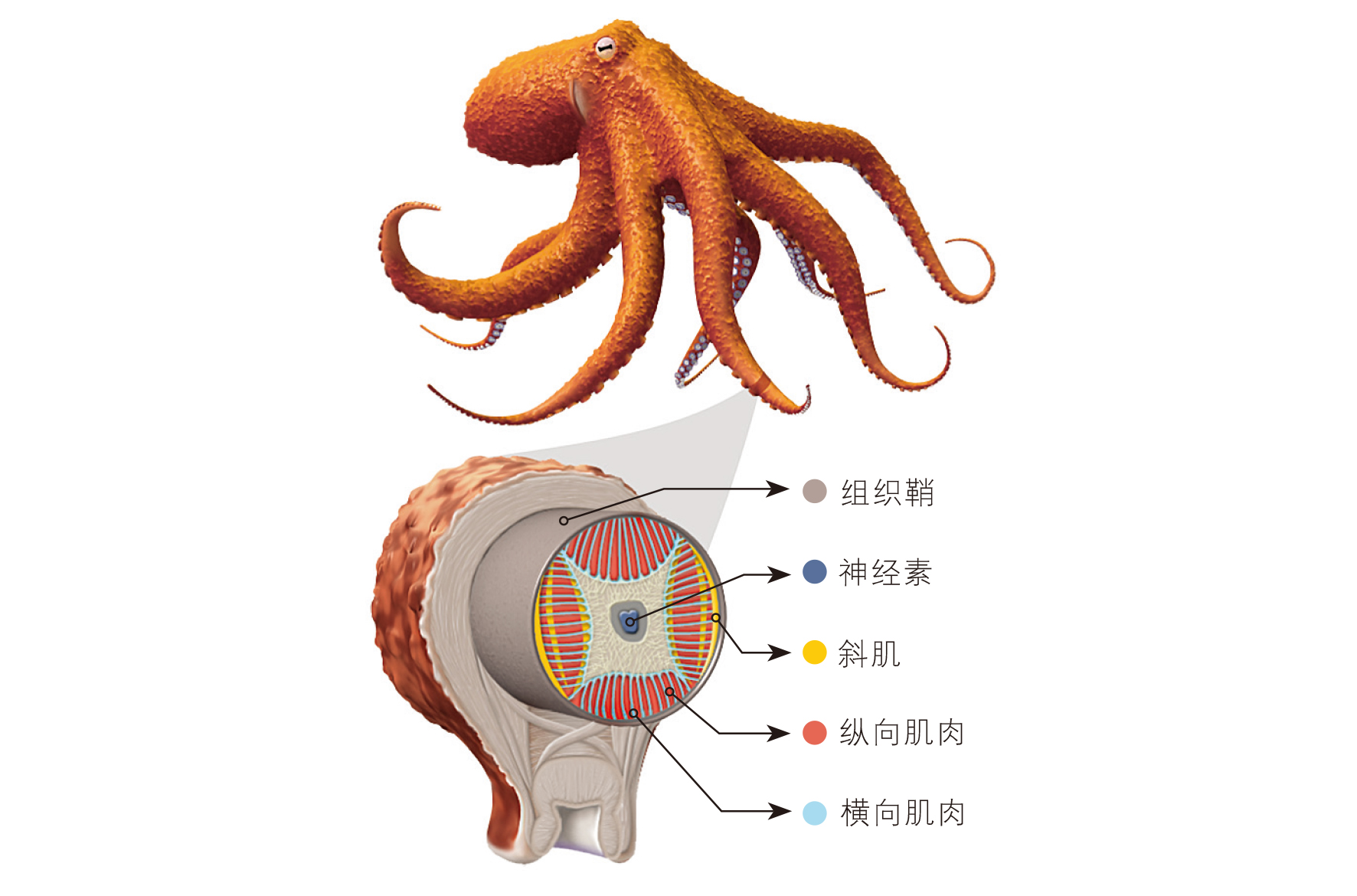 章鱼机器人机械臂,蒸汽章鱼机器人
