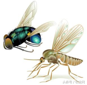 养殖场夏天怎么驱苍蝇,夏季如何解决养牛场蚊虫问题