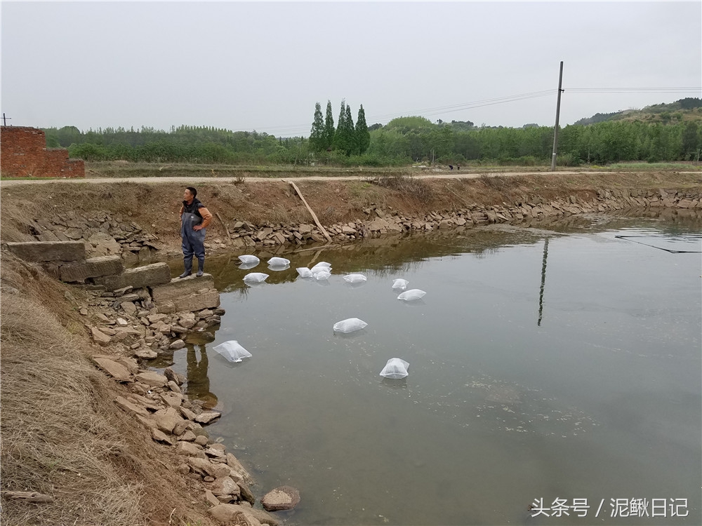 泥鳅的养殖前景和现状,泥鳅养殖前景和现状