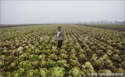 菜贩的辛苦,菜贩的心酸