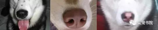 纯种哈士奇寿命多长视频,纯种哈士奇鼻子上有白毛