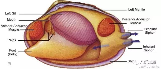 鍔犳嬁澶у寳鏋佽礉鎺ㄨ崘,榛勯噾璐濆寳鏋佽礉