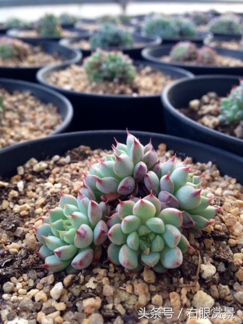 精品多肉颗颗都是韩版欧货老桩让您大呼过瘾