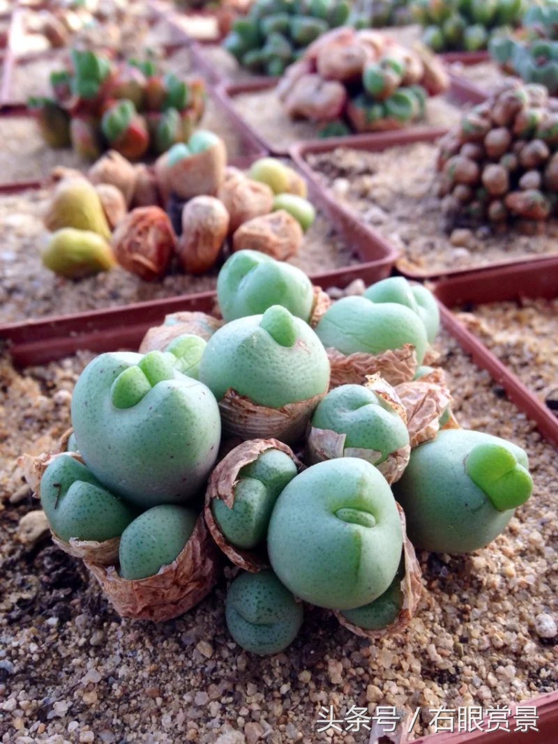 精品多肉颗颗都是韩版欧货老桩让您大呼过瘾