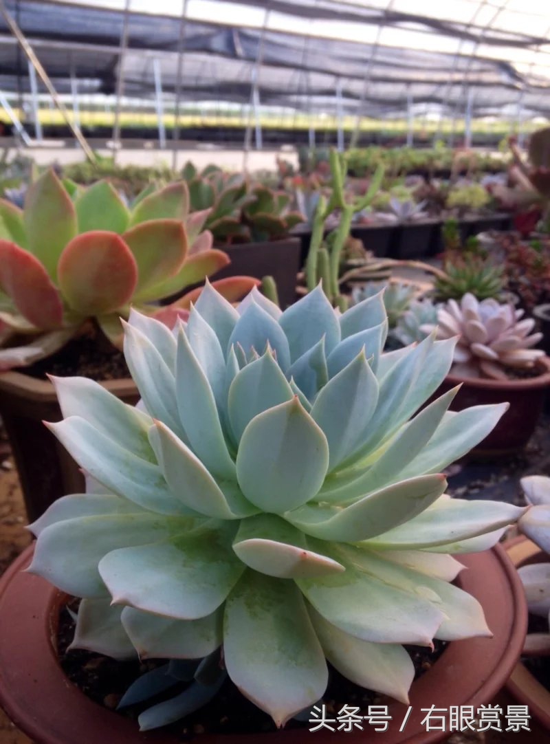 精品多肉颗颗都是韩版欧货老桩让您大呼过瘾