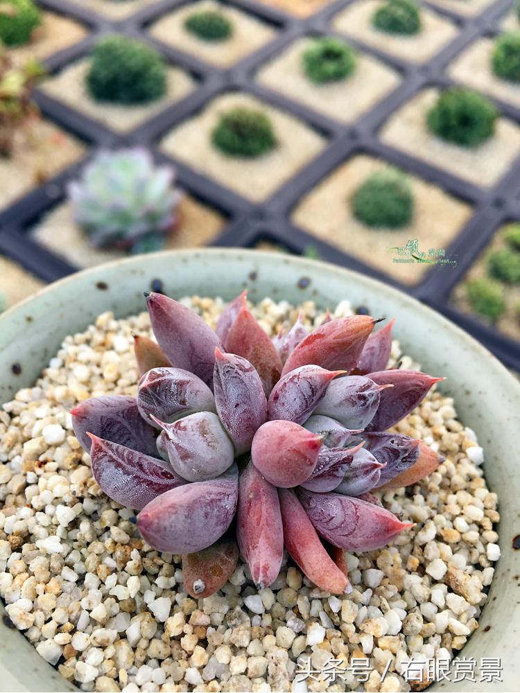 精品多肉颗颗都是韩版欧货老桩让您大呼过瘾