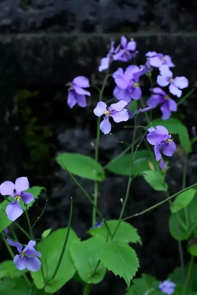 晨曦微光音乐,晨曦微光护理能淡斑吗