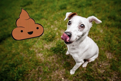 狗狗总是吃地上的东西怎么办,狗狗总是吃狗砂怎么办