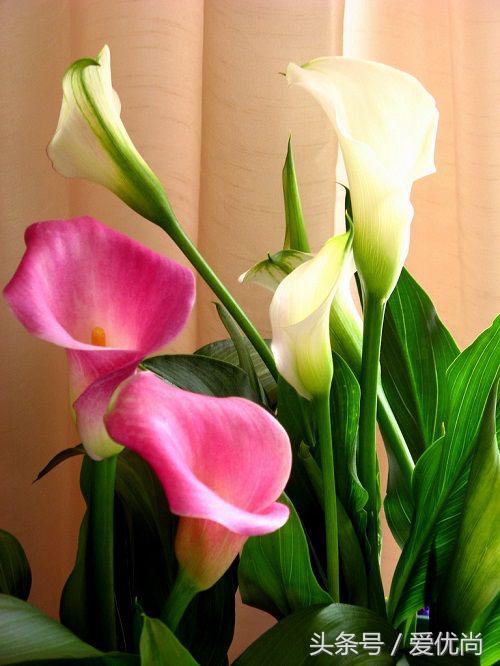 马蹄莲水培怎么养怎么加肥料呢,盆栽马蹄莲怎么养长得好