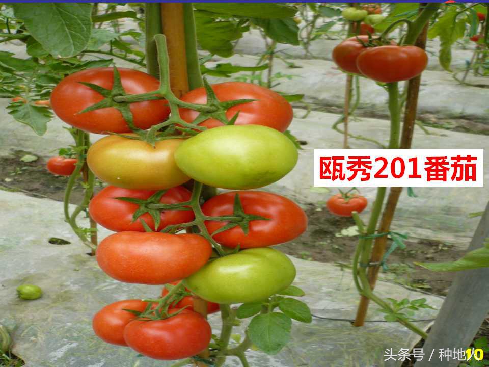 看看高手如何做管理的,看看山东大棚甜瓜种植技术