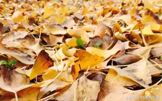 天平学院是公办的吗,苏州天平学院全国排名