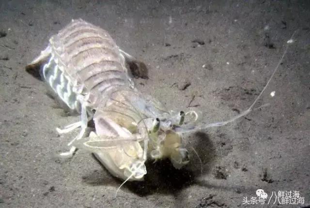 比手臂还粗的皮皮虾你吃过了吗,比手臂还要大的皮皮虾你吃过没有