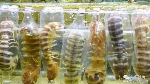 比手臂还粗的皮皮虾你吃过了吗,比手臂还要大的皮皮虾你吃过没有