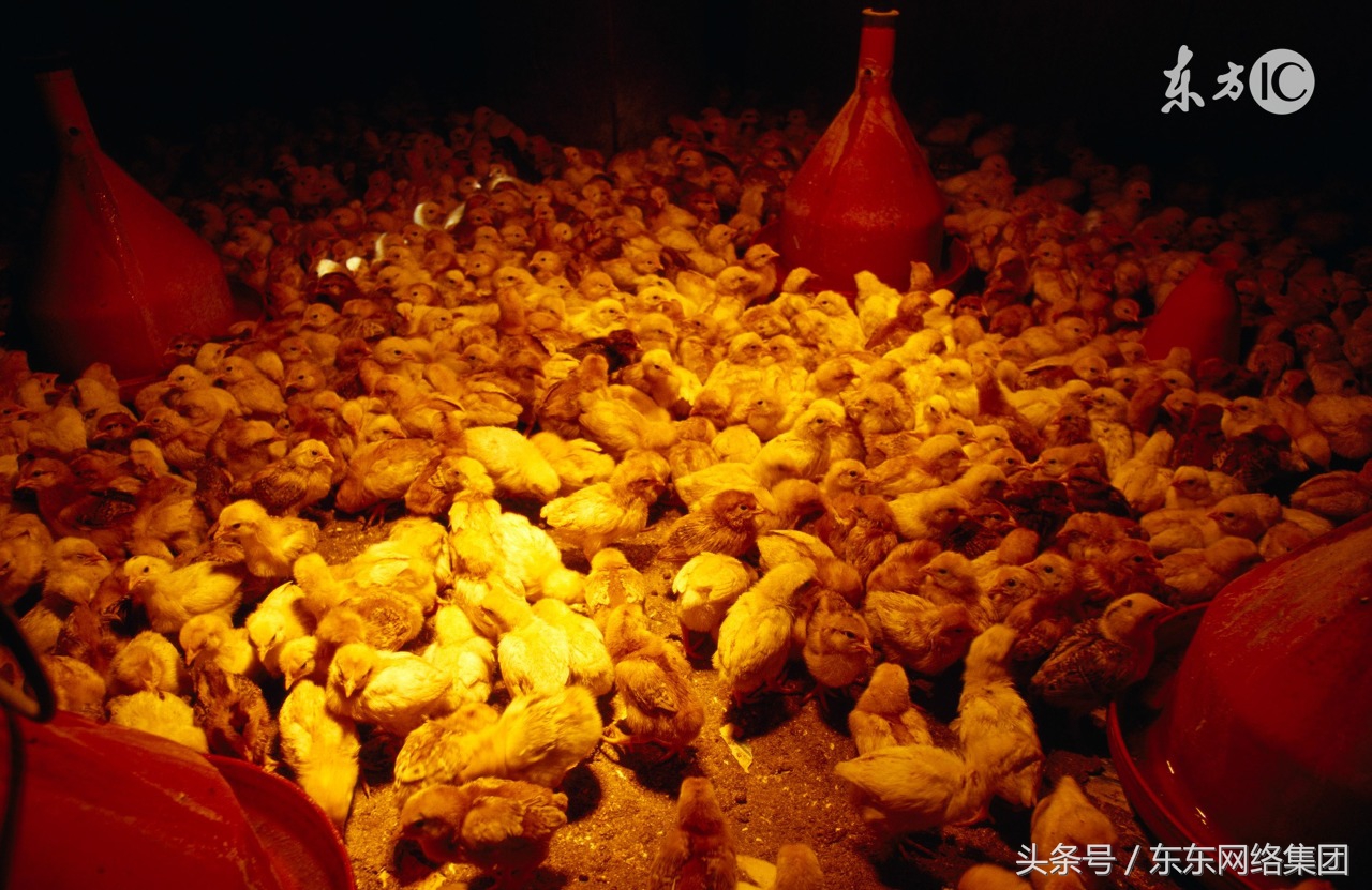 肉鸡如何减少成本,肉鸡怎么样卖的最快