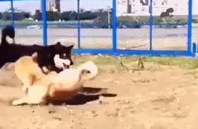 笑话十则让你快乐,笑话十则轻松一刻