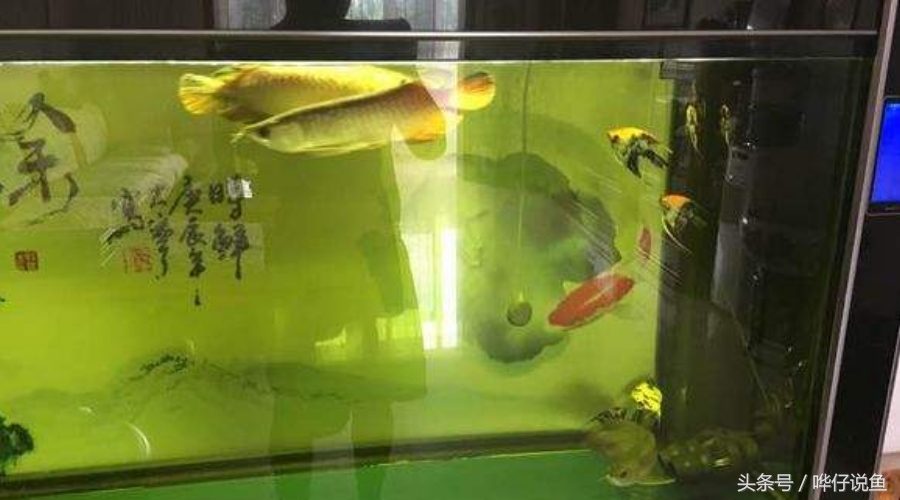 宠物鱼常用药,宠物鱼黄粉