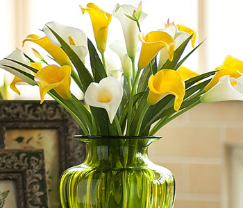 马蹄莲能在阳光不好的地方养吗,马蹄莲有毒吗适合在室内养吗