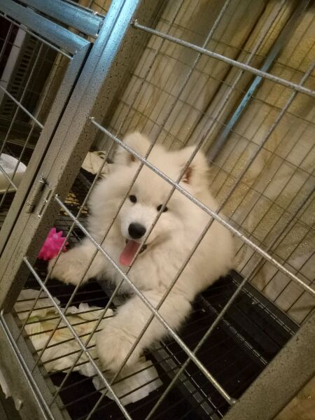 萨摩耶特别粘人怎么解决,萨摩耶特别粘人怎么办