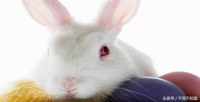 转圈喂养宠物兔,宠物兔喂养宝典