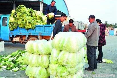 菜贩的辛苦,菜贩的心酸