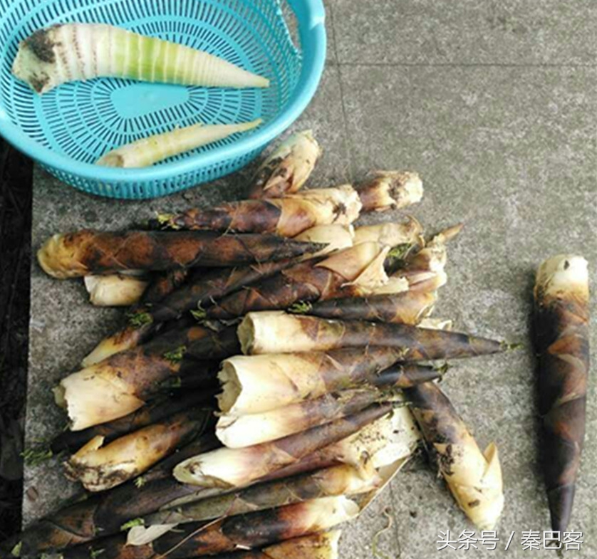 农村不值钱毛竹笋,城市人特别喜欢