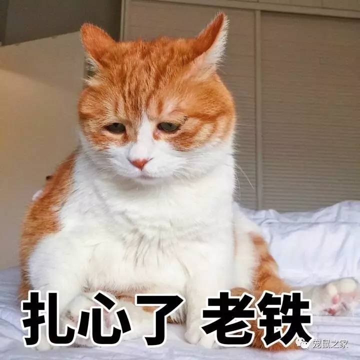 荷兰猪适宜的温度,荷兰猪夏天降温视频教学