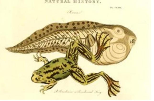 你知道蝌蚪是如何变成青蛙的吗,蝌蚪为什么要变成馒头蛙