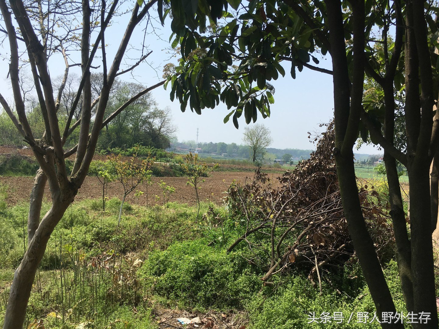枸杞苗是什么菜,野枸杞野菜