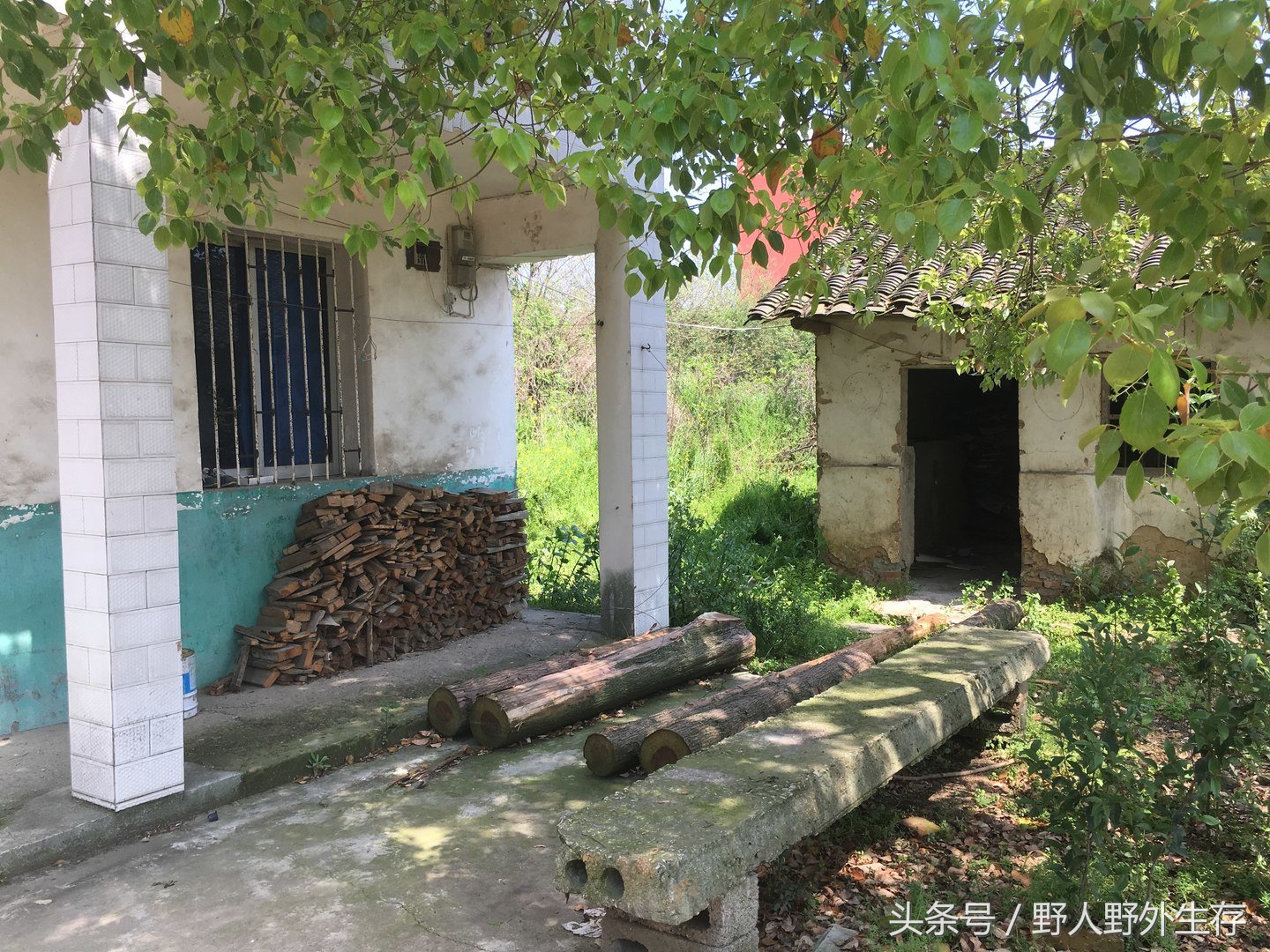 枸杞苗是什么菜,野枸杞野菜