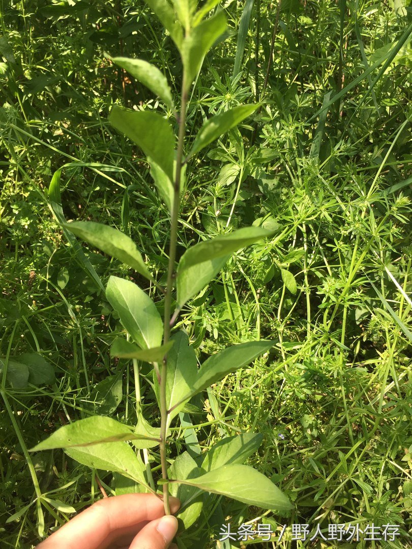 枸杞苗是什么菜,野枸杞野菜